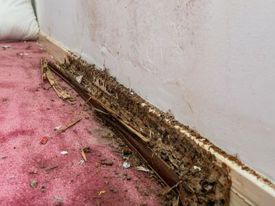 About Latest Water Restoration - water damage restoration experts in Red Rock, AZ